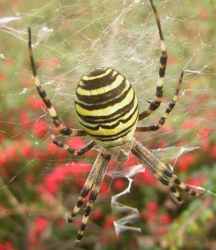 Réf. 273 209 : Argiope bruennichi